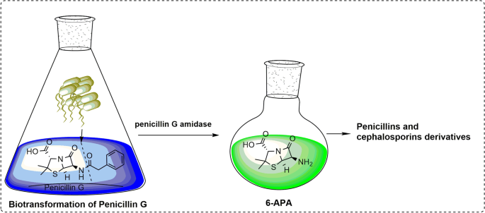 Penicillin g beta lactam