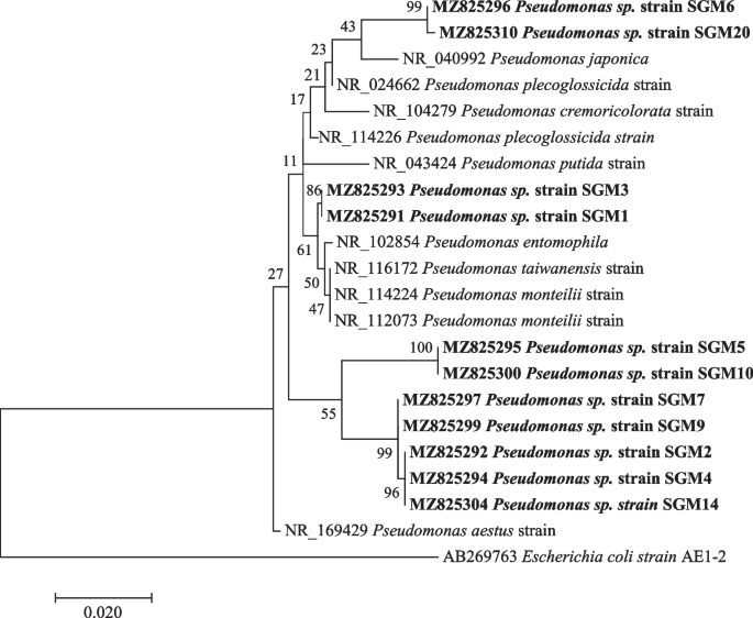 Laboratory maintenance of the bacterial endosymbiont, Neorickettsia sp.,  through the life cycle of a digenean, Plagiorchis elegans - ScienceDirect