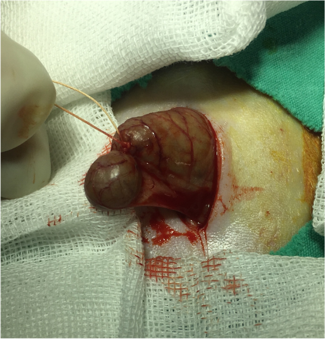 Effectiveness of nonsurgical antibiotic treatment in the experimental appendicitis model in rats