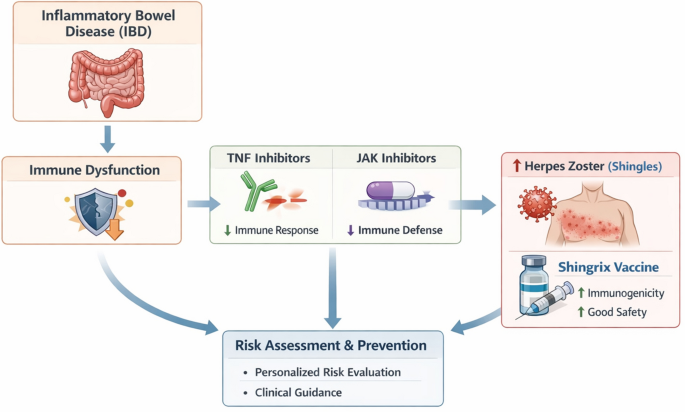 Herpes zoster in inflammatory bowel disease: pathogenesis, therapy-related risks, and prevention strategies