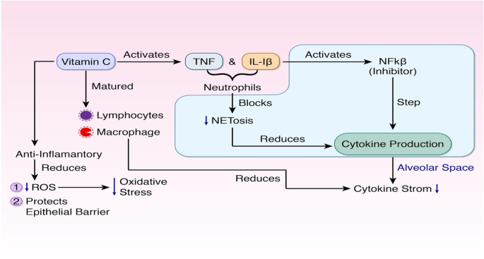 Frontiers  Vitamin A deficiency and vitamin A supplementation