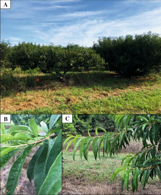 Peach Growth Stages and Critical Temperatures - Alabama Cooperative  Extension System