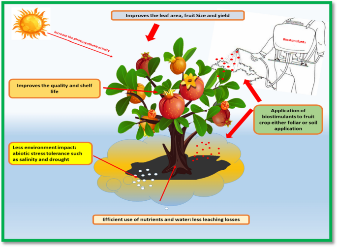 Apricot Oil - Powerful Biostimulant - Mix of Nature