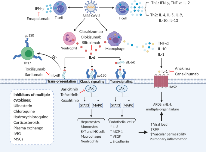 Single-dose therapeutic interfering particle lowers SARS-CoV-2 pathogenesis  and shedding among hamsters