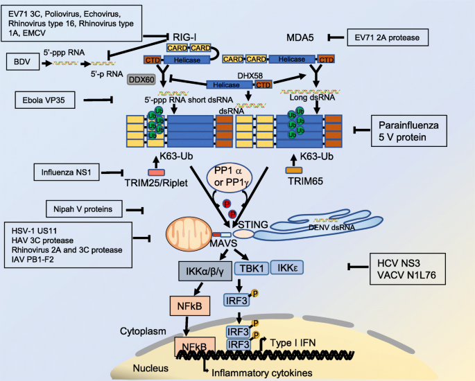 VACV evades p62 via early gene-mediated nuclear relocation. A) Incoming