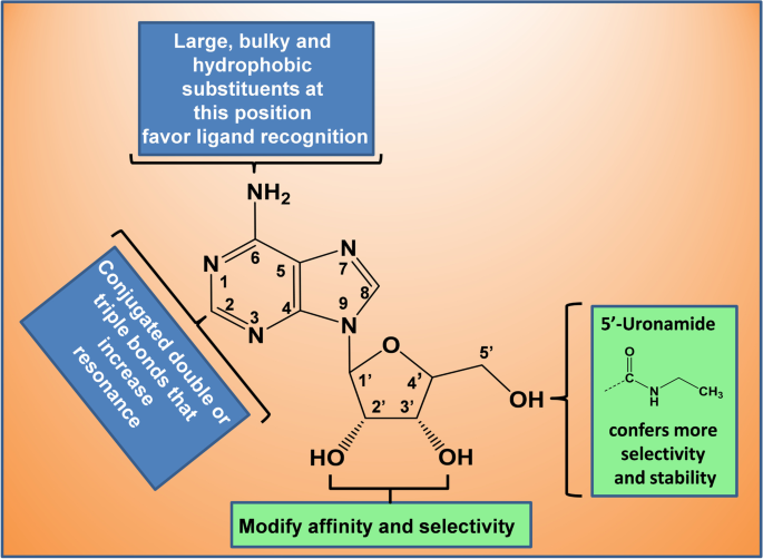 Structure−Activity Relationship of Purine Ribonucleosides for