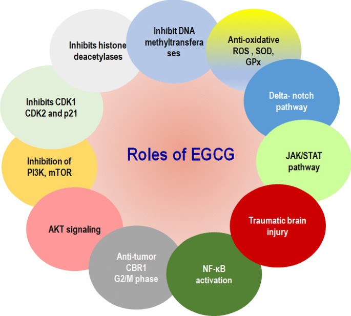 Epigallocatechin-3-gallate therapeutic potential in human diseases:  molecular mechanisms and clinical studies | Molecular Biomedicine |  Springer Nature Link