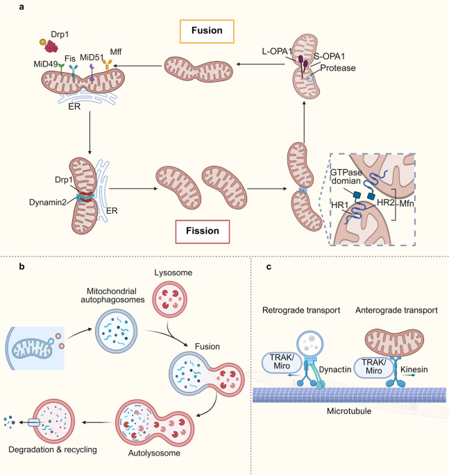 nacetylcysteine increases glutathione N-Acetylcysteine (NAC): Impacts on Human Health