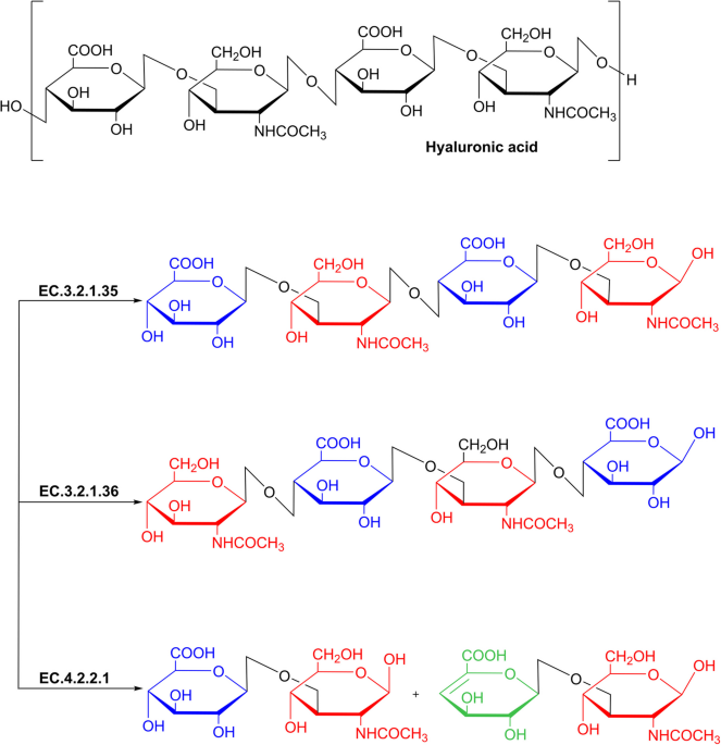 ks glutathione white plus Hyaluronidase: structure, mechanism of action, diseases and therapeutic targets | Molecular Biomedicine Program M - Tier Not on Sale Capsule Count:120