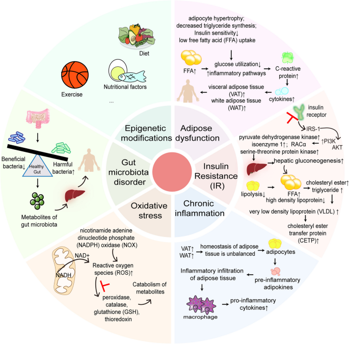 glp 1 ra heart failure GLP-1 receptor agonist-based therapies and cardiovascular risk: a review of  mechanisms in: Journal of Endocrinology Volume 263 Issue 1 (2024)