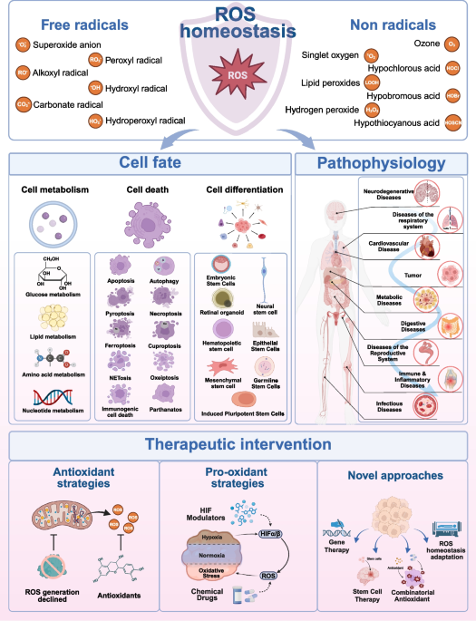 young glutathione glutamic acid collagen ROS homeostasis in cell fate, pathophysiology, and therapeutic  interventions | Molecular Biomedicine