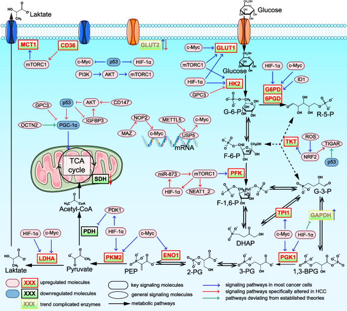 kb glutathione price Metabolic reprogramming in cancer: dysregulation of glucose, lipid, and amino acid pathways and therapeutic opportunities | Molecular Biomedicine Meijer - Meijer Natural body whitening lotion Shade:Bare