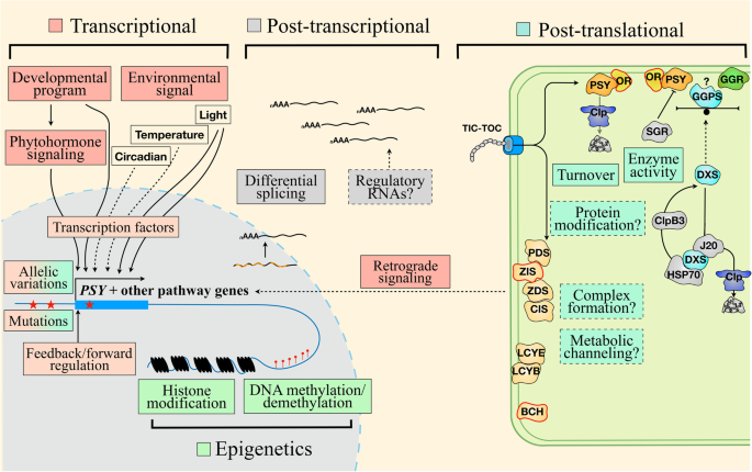 Full article: Plant Volatiles: Recent Advances and Future Perspectives