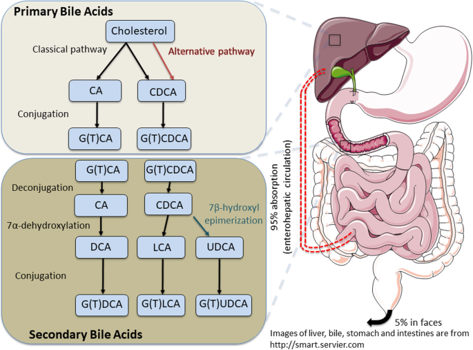 The Science Behind How Dry Fasting Can Affect Bile Acid and the Liver