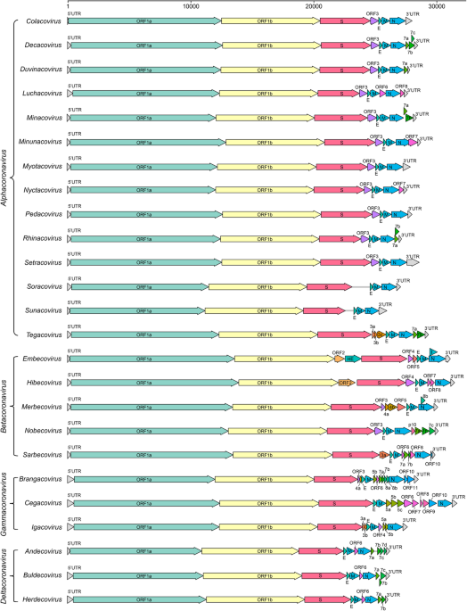 Phylogenetic analysis of bat betacoronavirus (A) and bat rotavirus (RV)