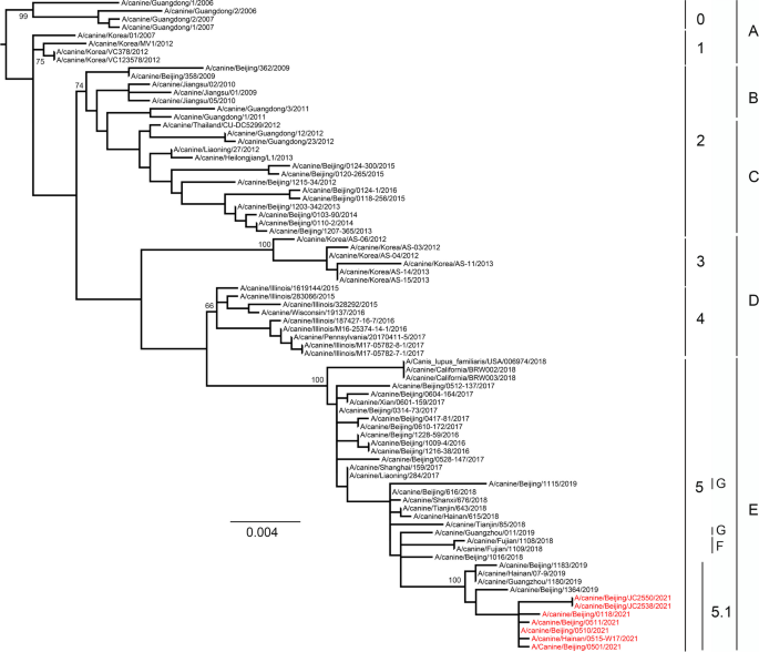 Surveillance and characterization of avian-origin H3N2 canine influenza viruses in 2021 in China