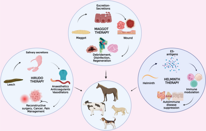 glutathione parasites Parasites: the future of biotherapy | One Health Advances
