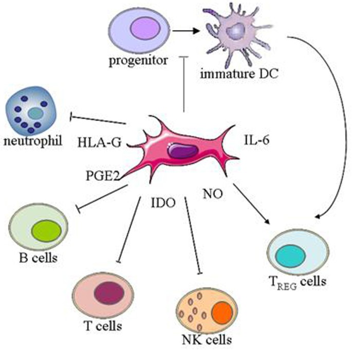 Mesenchymal stem cells: immunobiology and role in immunomodulation