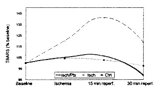 Pentoxifylline ameliorates ischemia/reperfusion injury in rat intestine• 702