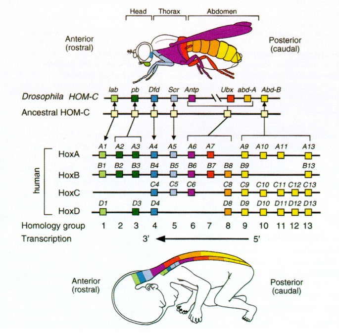 Homeobox Genes in Embryogenesis and Pathogenesis | Pediatric Research Homeobox Genes in Embryogenesis and Pathogenesis | Pediatric Research