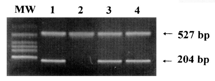 Structural and Functional Analysis of Cyclin-Dependent Kinase Inhibitor Genes(CDKN2A, CDKN2B, and CDKN2C) in Neuroblastoma