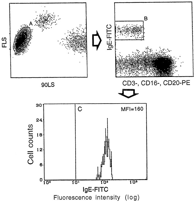 Age-Dependent Increase of IgE-Binding and FcεRI Expression ...