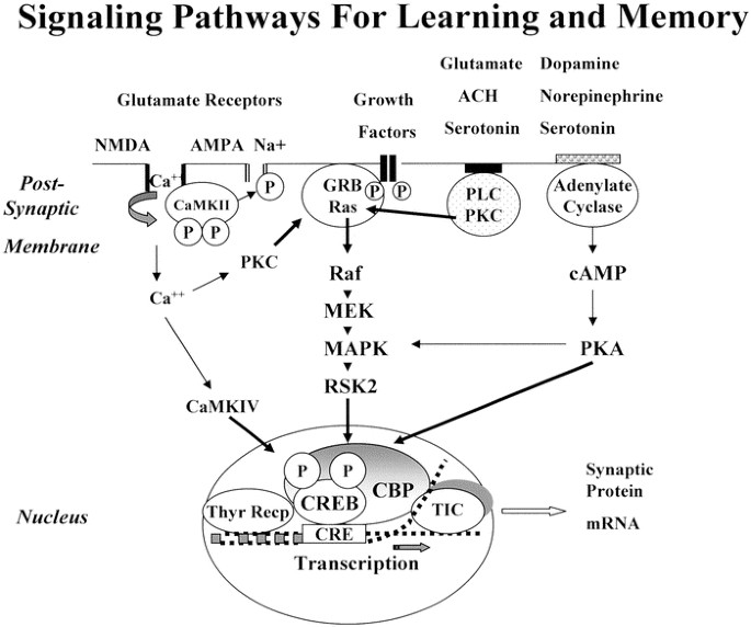 Glutamate receptors and learning and memory