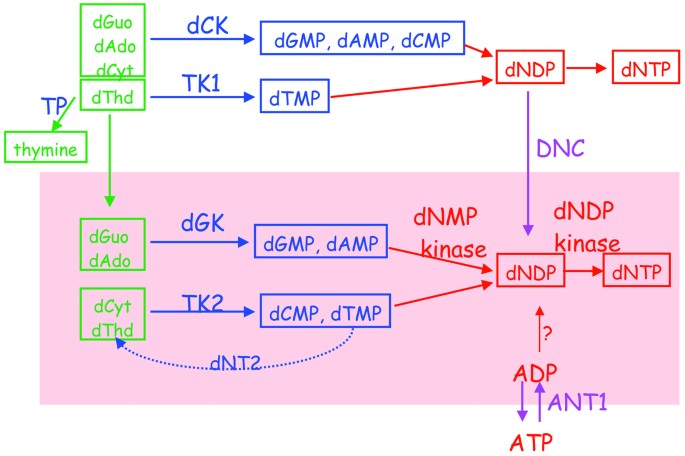 inherited mitochondrial dna depletion