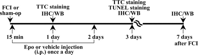 Erythropoietin after focal cerebral ischemia activates the janus kinase–signal transducer and activator of transcription signaling pathway and improves brain injury in postnatal day 7 rats