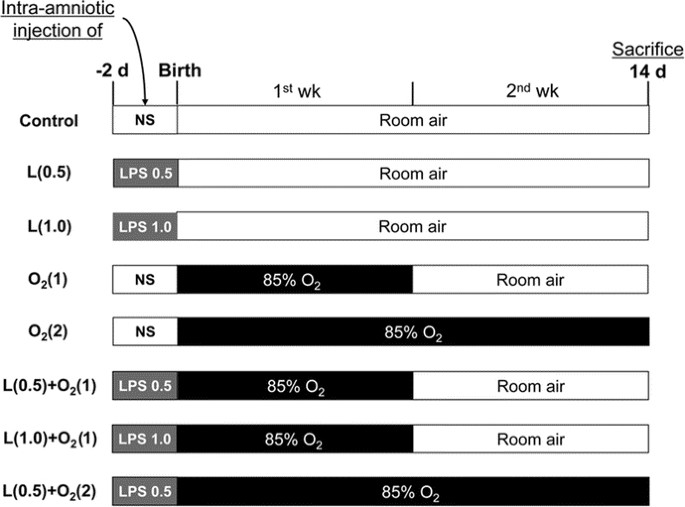 Bronchopulmonary Dysplasia a Rat Model Induced by Intra-amniotic Inflammation and Postnatal Hyperoxia: Aspects | Pediatric Research