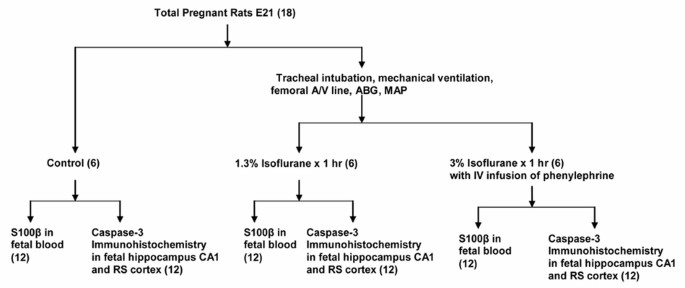 Anesthesia Induced Neurodegeneration In Fetal Rat Brains Pediatric Research