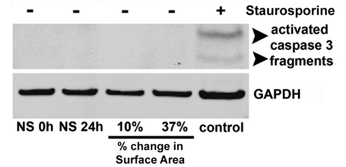 The rho pathway mediates transition to an alveolar type i cell phenotype during static stretch of alveolar type ii cells