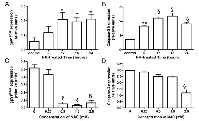 Impact of N-Acetylcysteine on Neonatal Cardiomyocyte Ischemia-Reperfusion  Injury | Pediatric Research