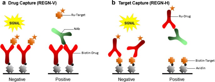 Drug Removal Strategies in Competitive Ligand Binding Neutralizing Antibody  (NAb) Assays: Highly Drug-Tolerant Methods and Interpreting Immunogenicity  Data | The AAPS Journal