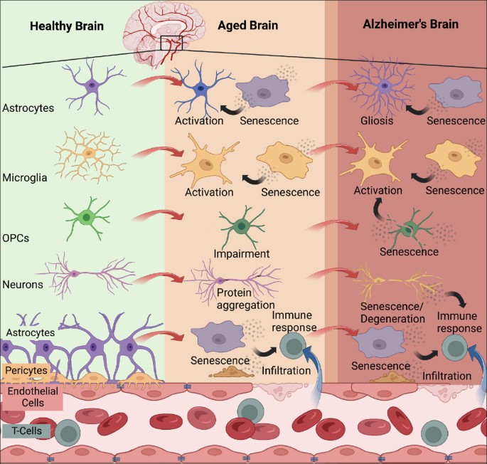 foxo4 dri peptide senolytic mouse study 2023 Translating the Biology of Aging into New Therapeutics for Alzheimer's  Disease: Senolytics | The Journal of Prevention of Alzheimer's Disease