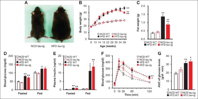 High-Fat Diet-Induced Diabetic Conditions Exacerbate Cognitive Impairment  in a Mouse Model of Alzheimer's Disease Via a Specific Tau Phosphorylation  Pattern | The Journal of Prevention of Alzheimer's Disease
