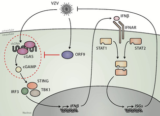 Varicella‐Zoster virus ORF9 is an antagonist of the DNA sensor cGAS | The EMBO Journal