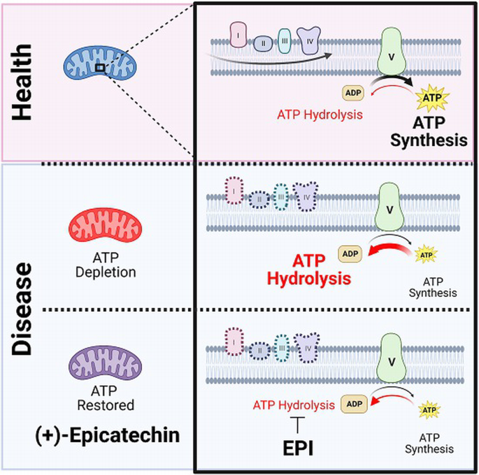 glutathione atp injections Inhibition of ATP synthase reverse activity restores energy homeostasis in  mitochondrial pathologies | The EMBO Journal