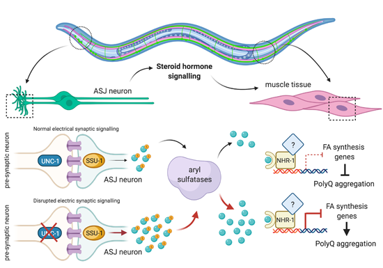 c'est quoi lipase Lipase leve : causes, symptmes et solutions  envisager