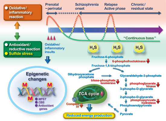 glutathione peroxidase schizophrenia Reduction of plasma in psychosis associated with and bipolar disorder in translational psychiatry Frontiers | Progress in the