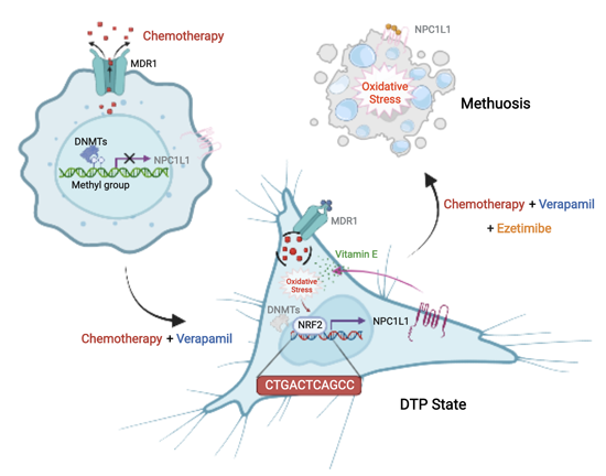 glutathione topical skin brightening evidence Glutathione in Skin Aging and Tissue Regeneration: A Systematic Review of  Molecular Mechanisms, Redox Modulation, and Biomedical Implications