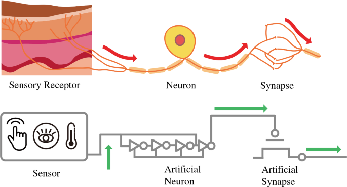 Organic optoelectronic synapse based on photon-modulated electrochemical  doping