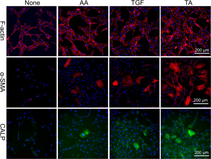 Developments of additive manufacturing and 5D printing in tissue  engineering