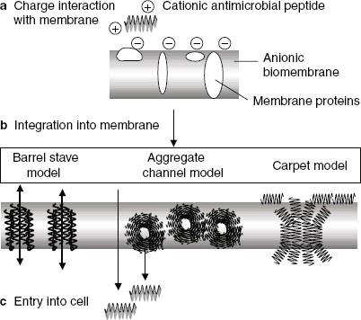 Antimicrobial Peptides as Mediators of Epithelial Host Defense
