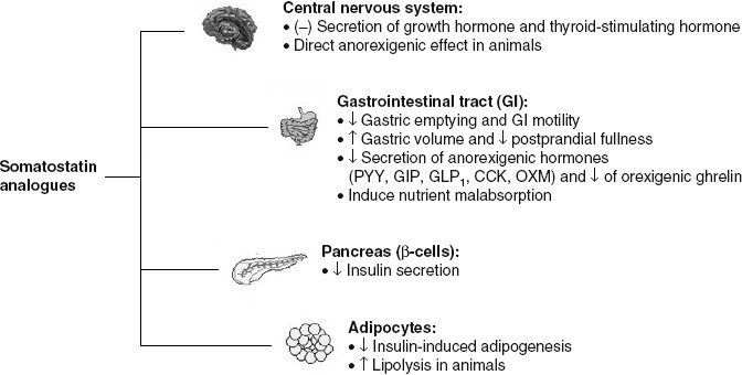 ipamorelin suppresses somatostatin and Somatostatin Receptors in Tumour Biology Use of Somatostatin Analogues in