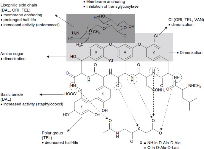 Labetalol (Normodyne, Trandate) to Lyphocin (Vancomycin) (L