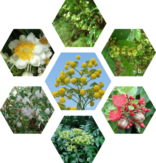 deal plant Miracle Fruit Plant 6