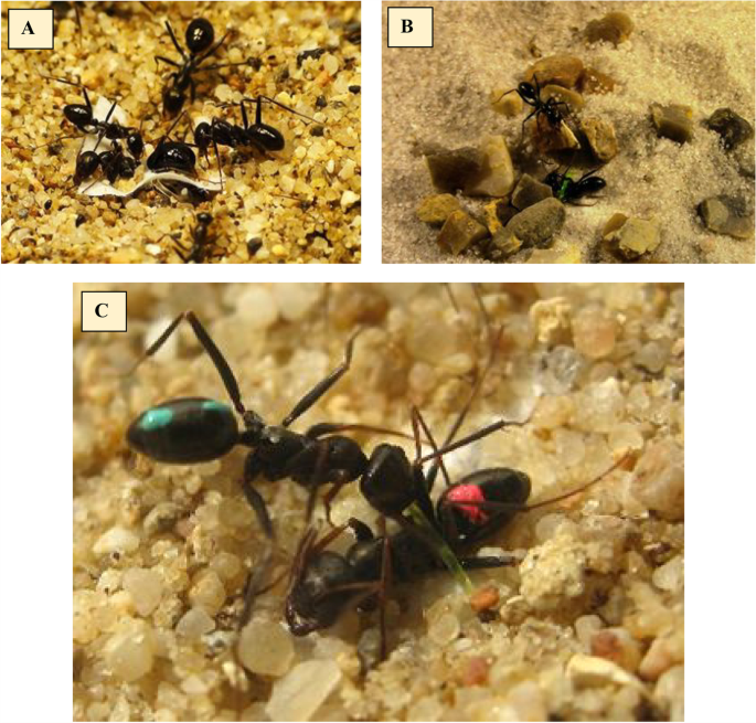 biology - Plausible reason for gold-digging ant - Worldbuilding