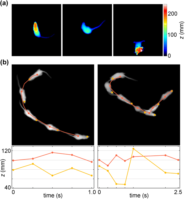 Three-dimensional unsupervised probabilistic pose reconstruction (3D-UPPER)  for freely moving animals