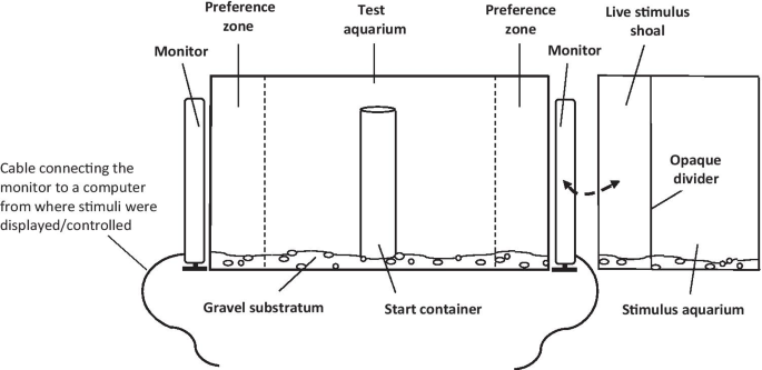 Examples of test stimuli with flanking features.